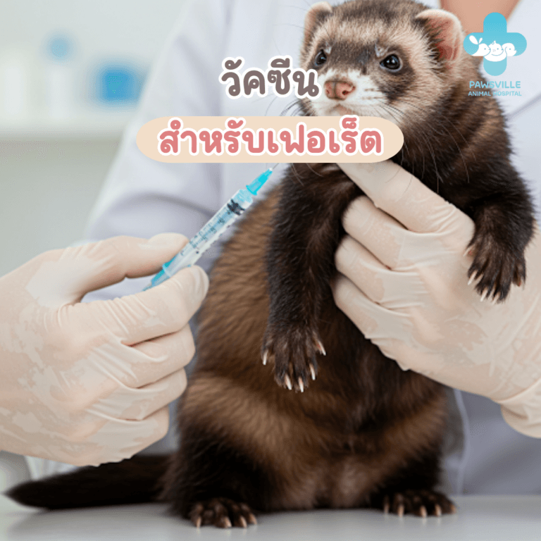 วัคซีนสำหรับเฟอเรต