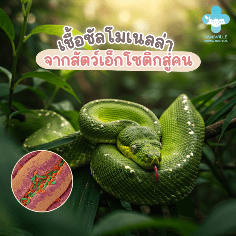 เชื้อโรคซัลโมเนลล่าจากสัตว์เอ็กโซติกสู่คน