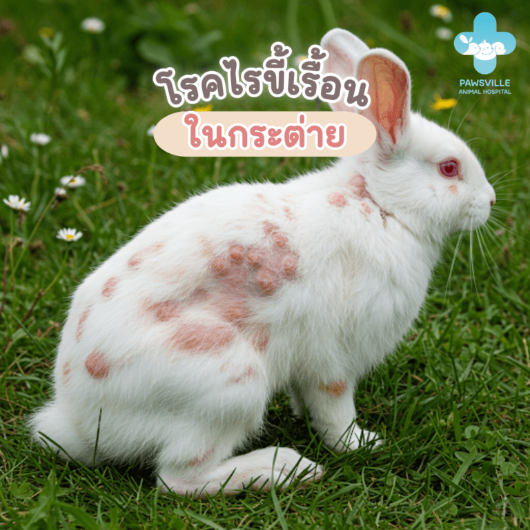 โรคไรขี้เรื้อนในกระต่าย 